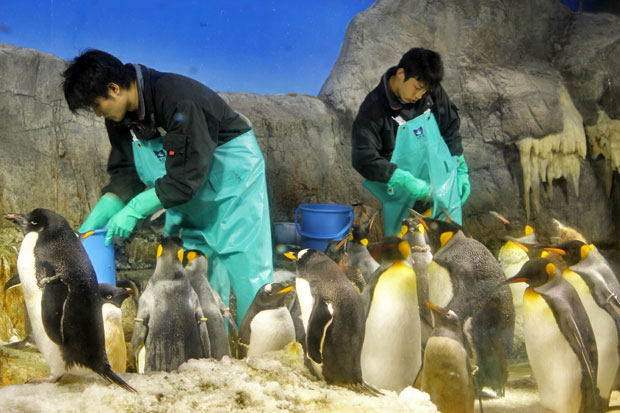 Osaka Aquarium Kaiyukan