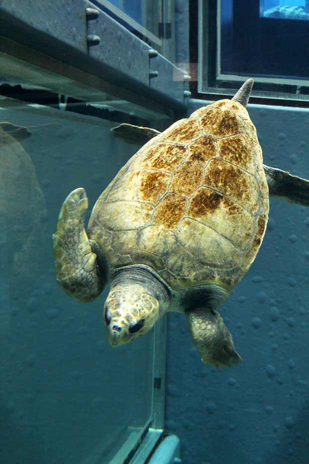 Osaka Aquarium Kaiyukan