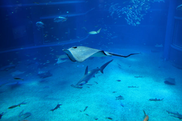 Osaka Aquarium Kaiyukan