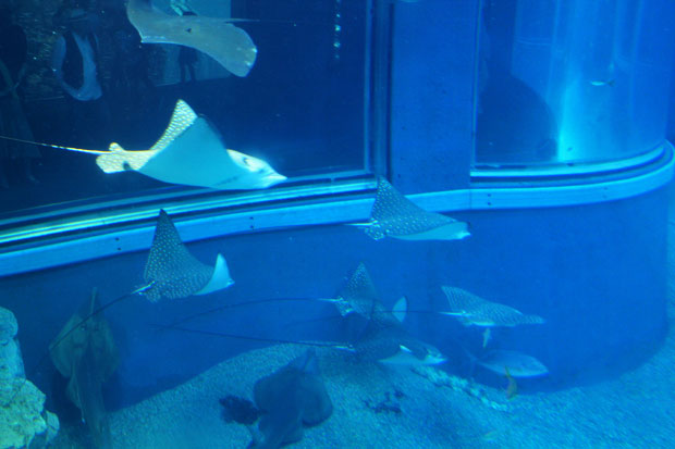 Osaka Aquarium Kaiyukan