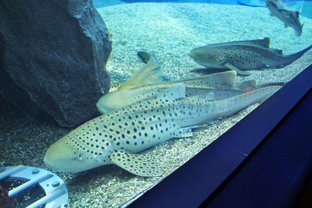 Osaka Aquarium Kaiyukan