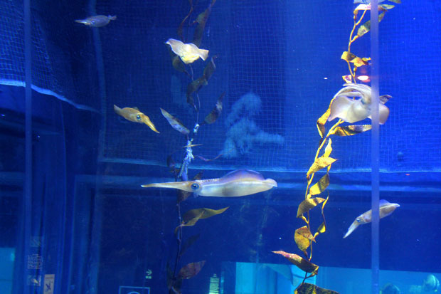 Osaka Aquarium Kaiyukan