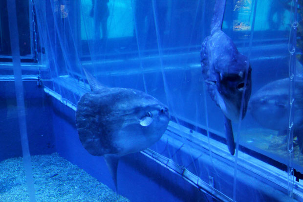 Aquariums in Japan