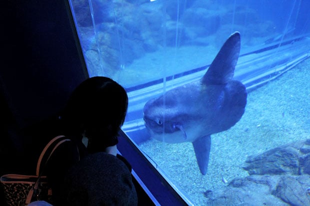 Osaka Aquarium Kaiyukan