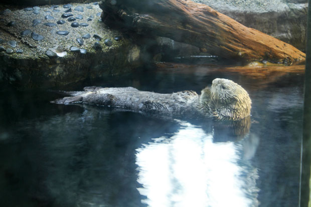 Osaka Aquarium Kaiyukan