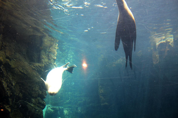 Osaka Aquarium Kaiyukan