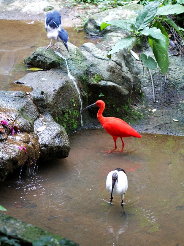 KL Bird Park, Kuala Lumpur, Malaysia