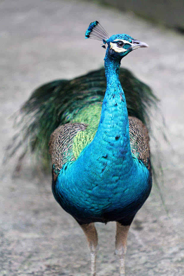 KL Bird Park, Kuala Lumpur, Malaysia