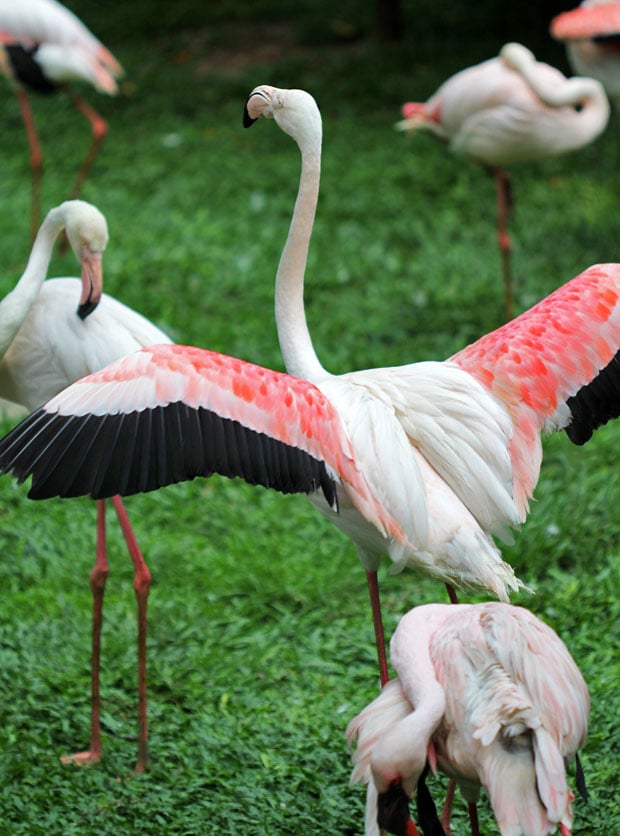 KL Bird Park, Kuala Lumpur, Malaysia