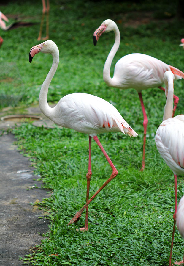 KL Bird Park, Kuala Lumpur, Malaysia