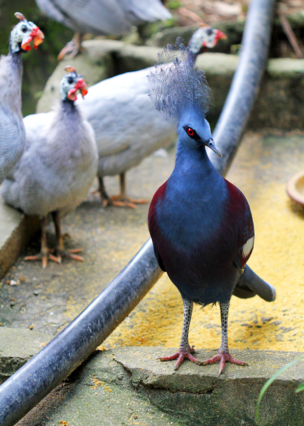 KL Bird Park, Kuala Lumpur, Malaysia