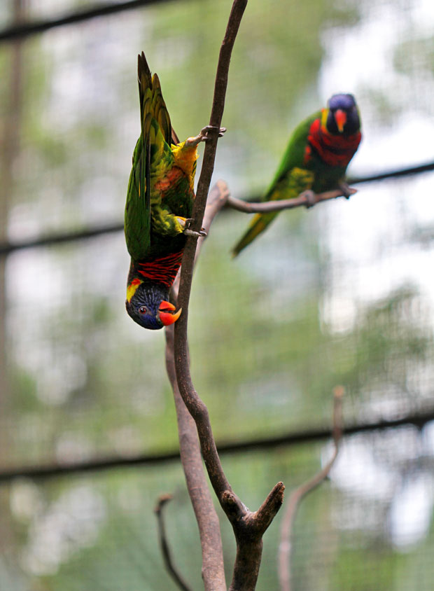 KL Bird Park, Kuala Lumpur, Malaysia