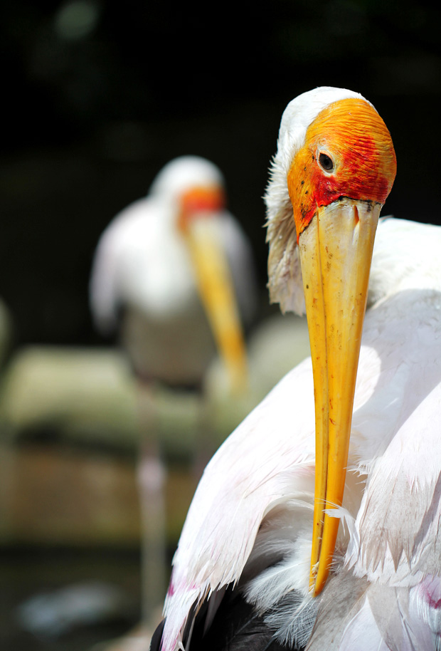 KL Bird Park, Kuala Lumpur, Malaysia