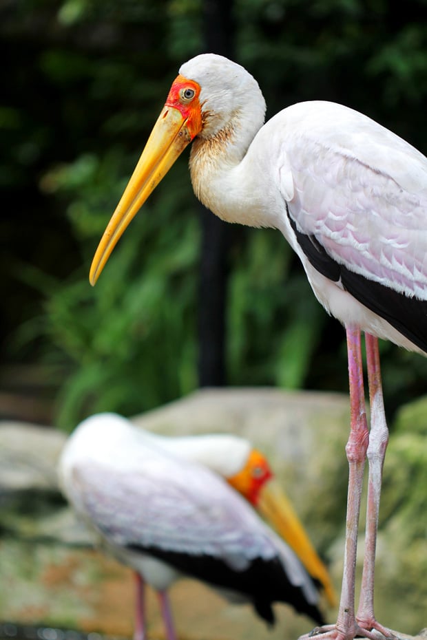 KL Bird Park, Kuala Lumpur, Malaysia