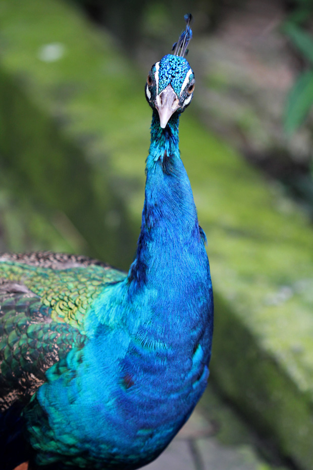 KL Bird Park, Kuala Lumpur, Malaysia