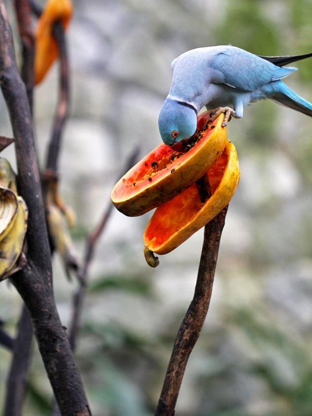 KL Bird Park, Kuala Lumpur, Malaysia