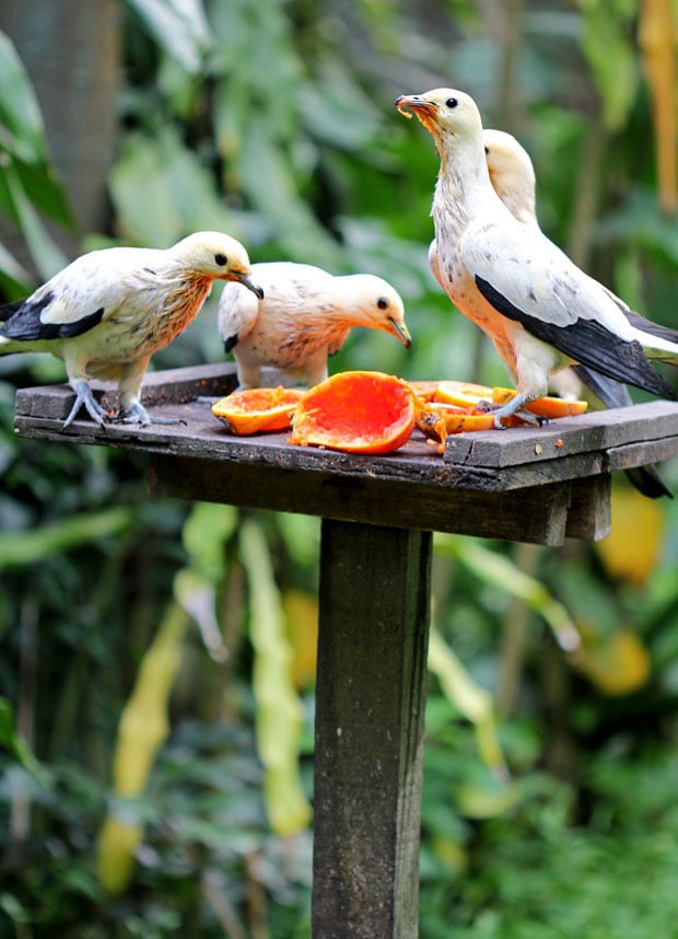 KL Bird Park, Kuala Lumpur, Malaysia