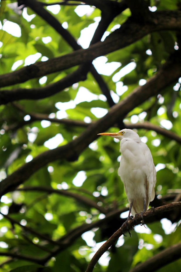 KL Bird Park, Kuala Lumpur, Malaysia