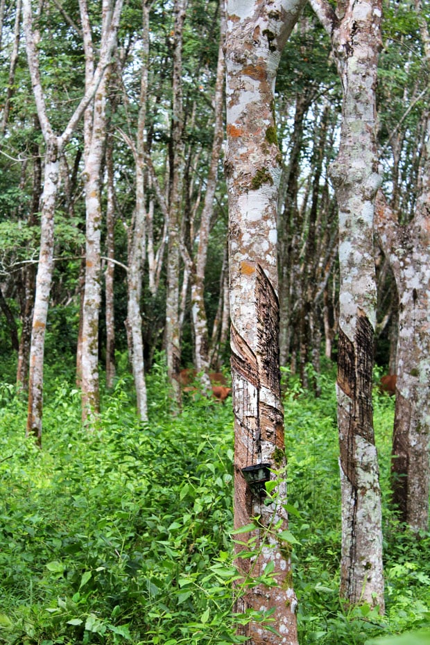 Dev's Adventure Tours:  Nature Cycling, Jungle Trekking, & Mangrove Kayaking in Langkawi, Malaysia