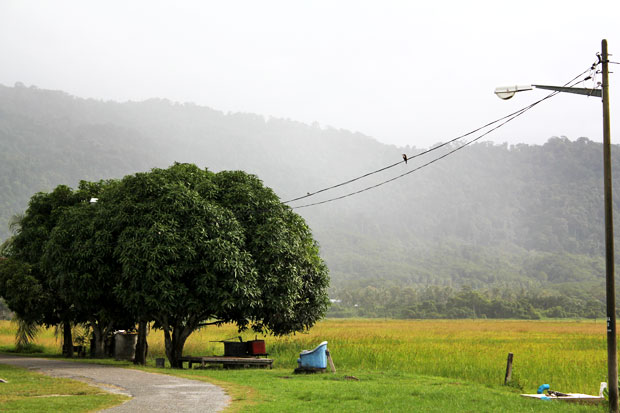 Dev's Adventure Tours:  Nature Cycling, Jungle Trekking, & Mangrove Kayaking in Langkawi, Malaysia