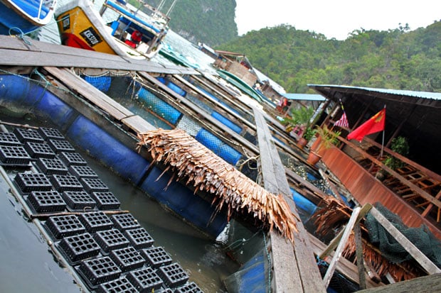 Dev's Adventure Tours:  Nature Cycling, Jungle Trekking, & Mangrove Kayaking in Langkawi, Malaysia