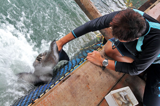 Dev's Adventure Tours:  Nature Cycling, Jungle Trekking, & Mangrove Kayaking in Langkawi, Malaysia