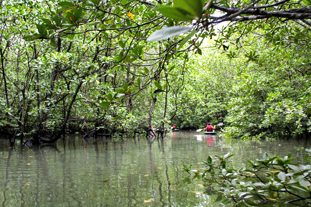 Dev's Adventure Tours:  Nature Cycling, Jungle Trekking, & Mangrove Kayaking in Langkawi, Malaysia