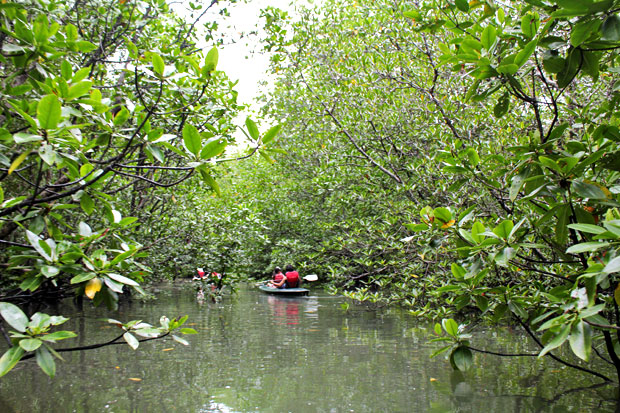 Dev's Adventure Tours:  Nature Cycling, Jungle Trekking, & Mangrove Kayaking in Langkawi, Malaysia