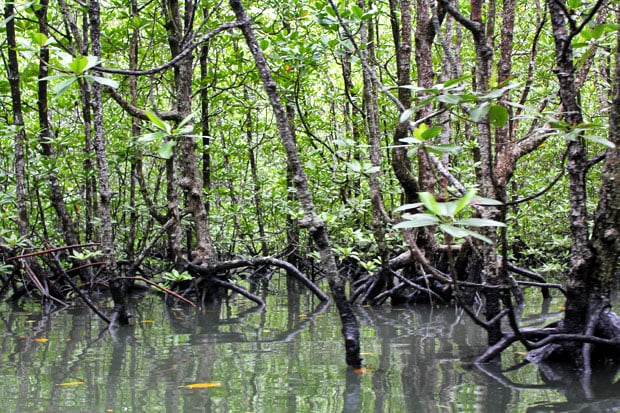 Dev's Adventure Tours:  Nature Cycling, Jungle Trekking, & Mangrove Kayaking in Langkawi, Malaysia