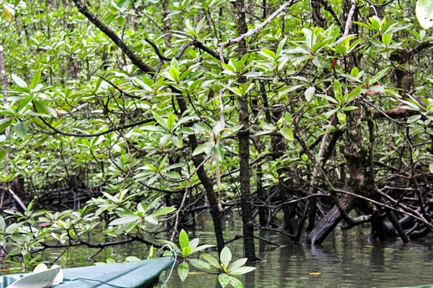 Dev's Adventure Tours:  Nature Cycling, Jungle Trekking, & Mangrove Kayaking in Langkawi, Malaysia