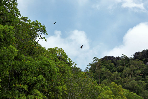 Dev's Adventure Tours:  Nature Cycling, Jungle Trekking, & Mangrove Kayaking in Langkawi, Malaysia