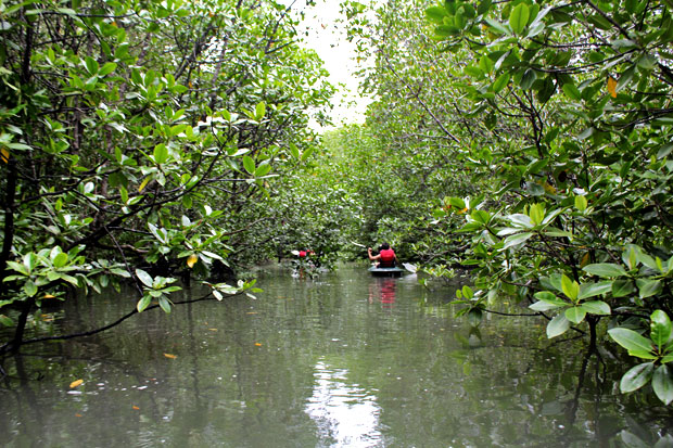 Dev's Adventure Tours:  Nature Cycling, Jungle Trekking, & Mangrove Kayaking in Langkawi, Malaysia