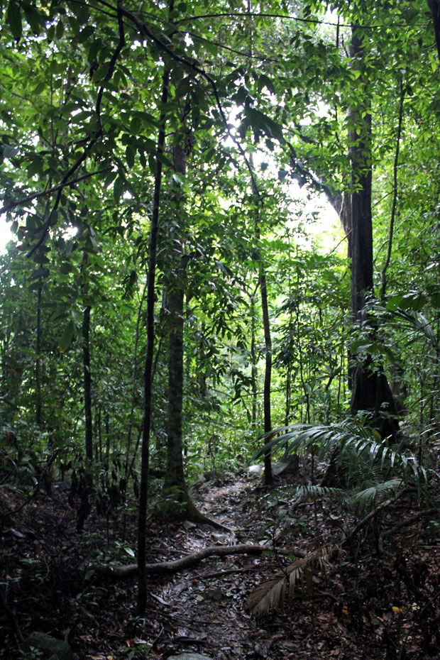 Dev's Adventure Tours:  Nature Cycling, Jungle Trekking, & Mangrove Kayaking in Langkawi, Malaysia