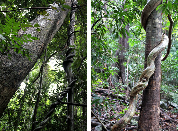 Dev's Adventure Tours:  Nature Cycling, Jungle Trekking, & Mangrove Kayaking in Langkawi, Malaysia