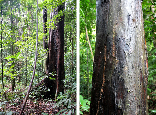 Dev's Adventure Tours:  Nature Cycling, Jungle Trekking, & Mangrove Kayaking in Langkawi, Malaysia