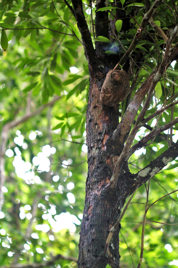 Dev's Adventure Tours:  Nature Cycling, Jungle Trekking, & Mangrove Kayaking in Langkawi, Malaysia