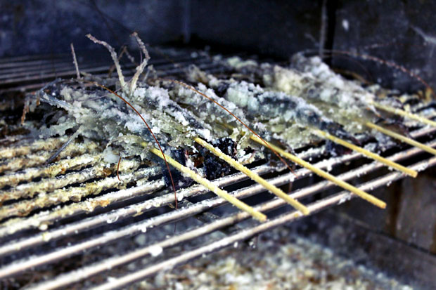 Urban Shrimping, Taipei City