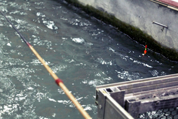 Urban Shrimping, Taipei City