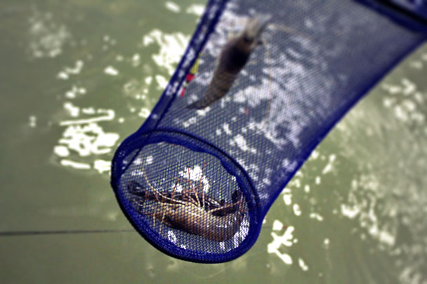 Urban Shrimping, Taipei City