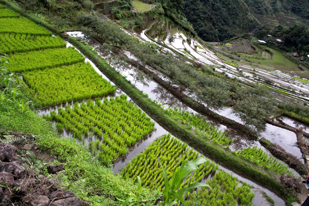 Tappiya Falls in Batad Rice Terraces, Banaue, Ifugao