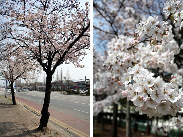 Spend the Day in Jinhae, Home of South Korea's Biggest Cherry Blossom Festival!