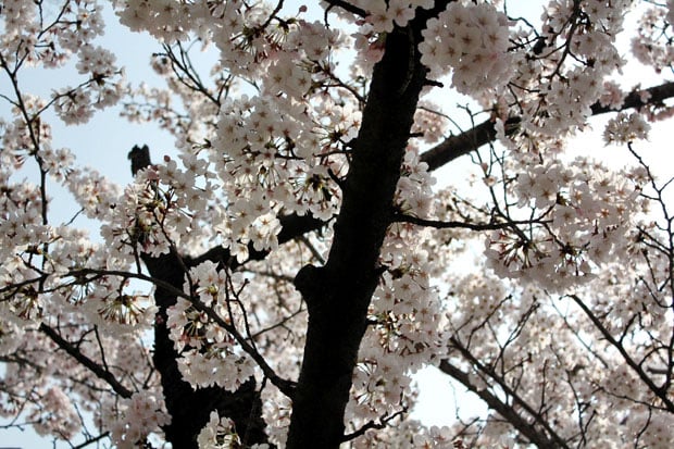 Spend the Day in Jinhae, Home of South Korea's Biggest Cherry Blossom Festival!