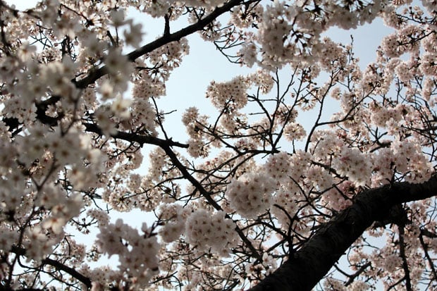 Spend the Day in Jinhae, Home of South Korea's Biggest Cherry Blossom Festival!