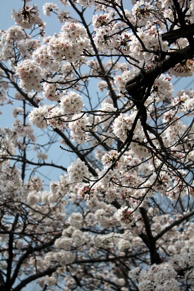 Spend the Day in Jinhae, Home of South Korea's Biggest Cherry Blossom Festival!