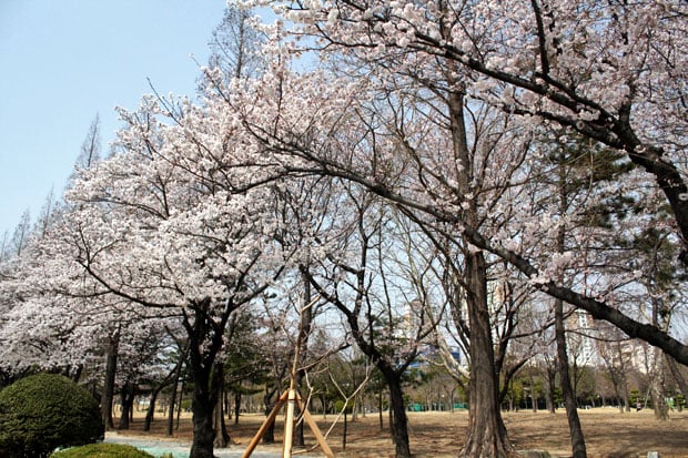 Spend the Day in Jinhae, Home of South Korea's Biggest Cherry Blossom Festival!