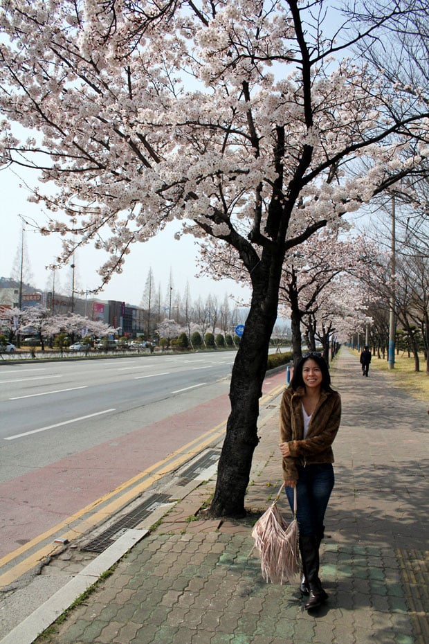 Spend the Day in Jinhae, Home of South Korea's Biggest Cherry Blossom Festival!