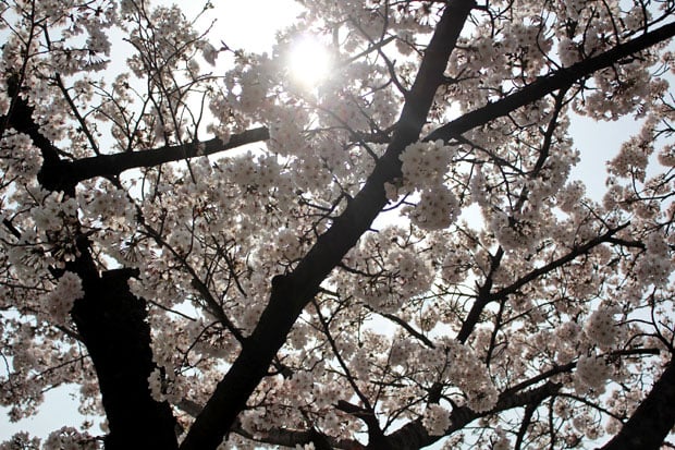 Spend the Day in Jinhae, Home of South Korea's Biggest Cherry Blossom Festival!