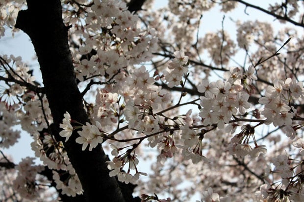 Spend the Day in Jinhae, Home of South Korea's Biggest Cherry Blossom Festival!