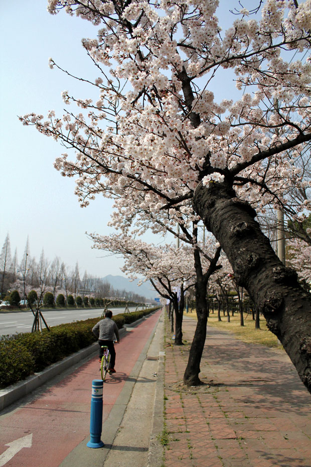 Spend the Day in Jinhae, Home of South Korea's Biggest Cherry Blossom Festival!