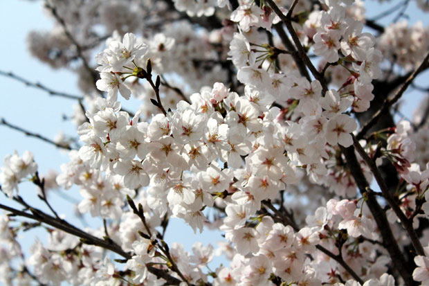 Spend the Day in Jinhae, Home of South Korea's Biggest Cherry Blossom Festival!